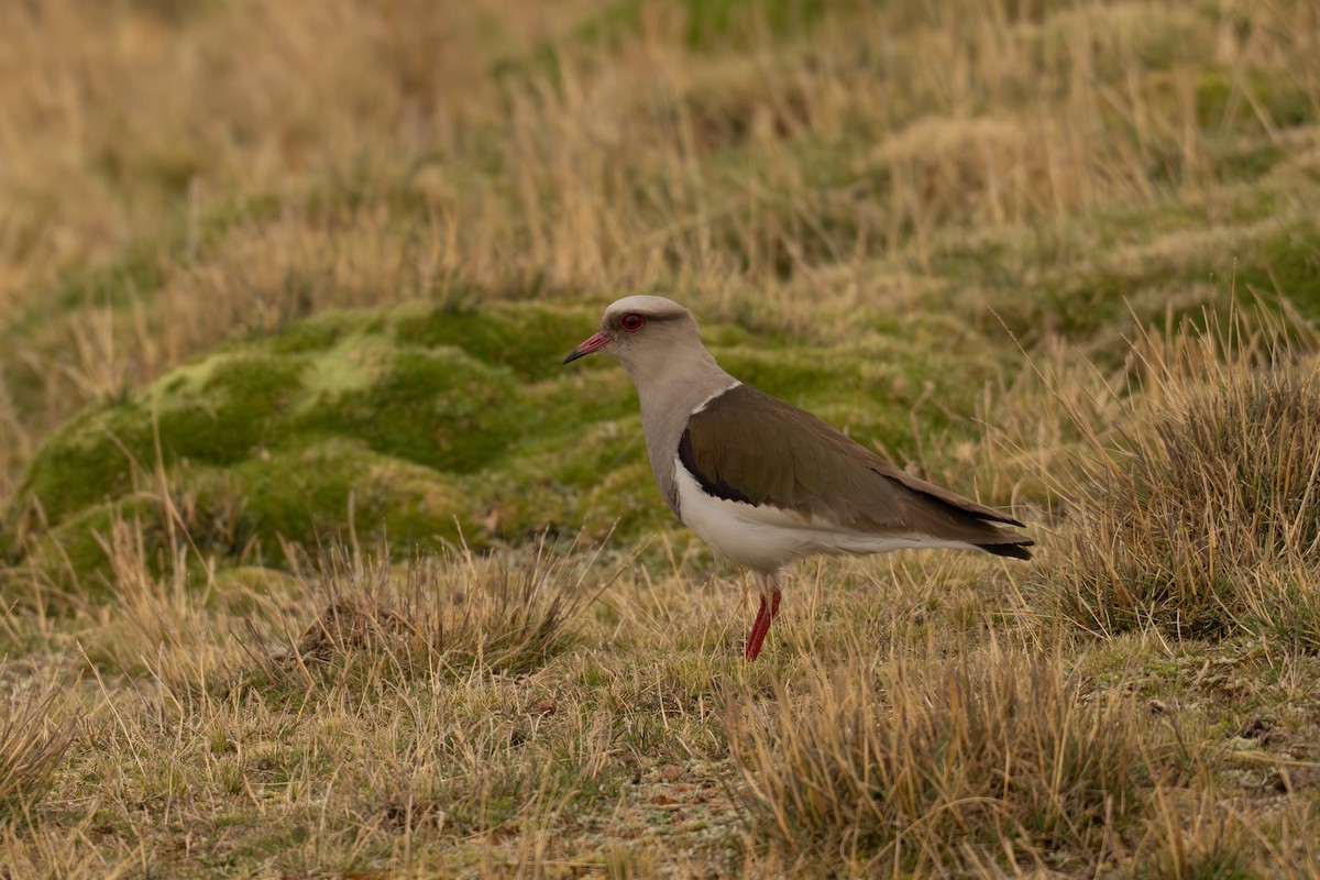 Andean Lapwing - ML646599356