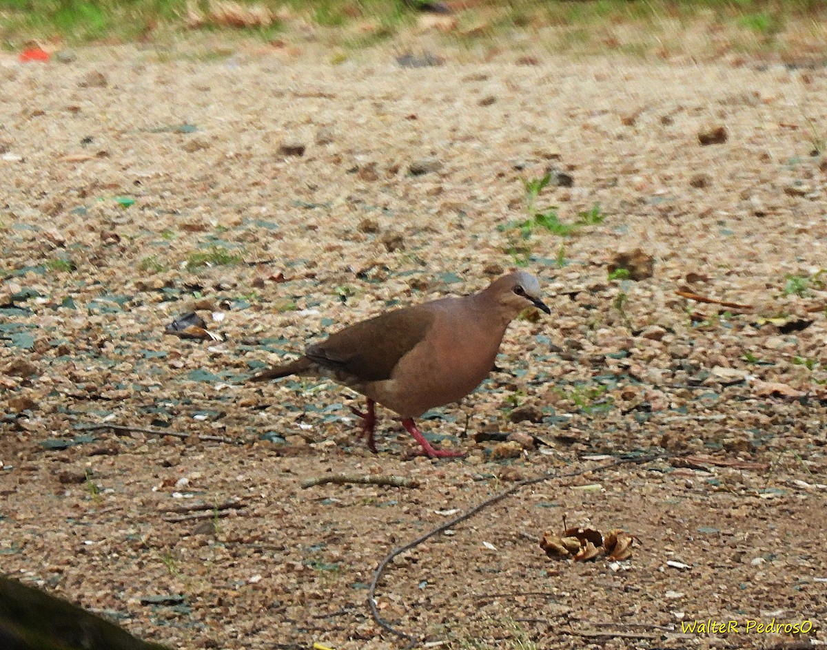 Gray-fronted Dove - ML646599357