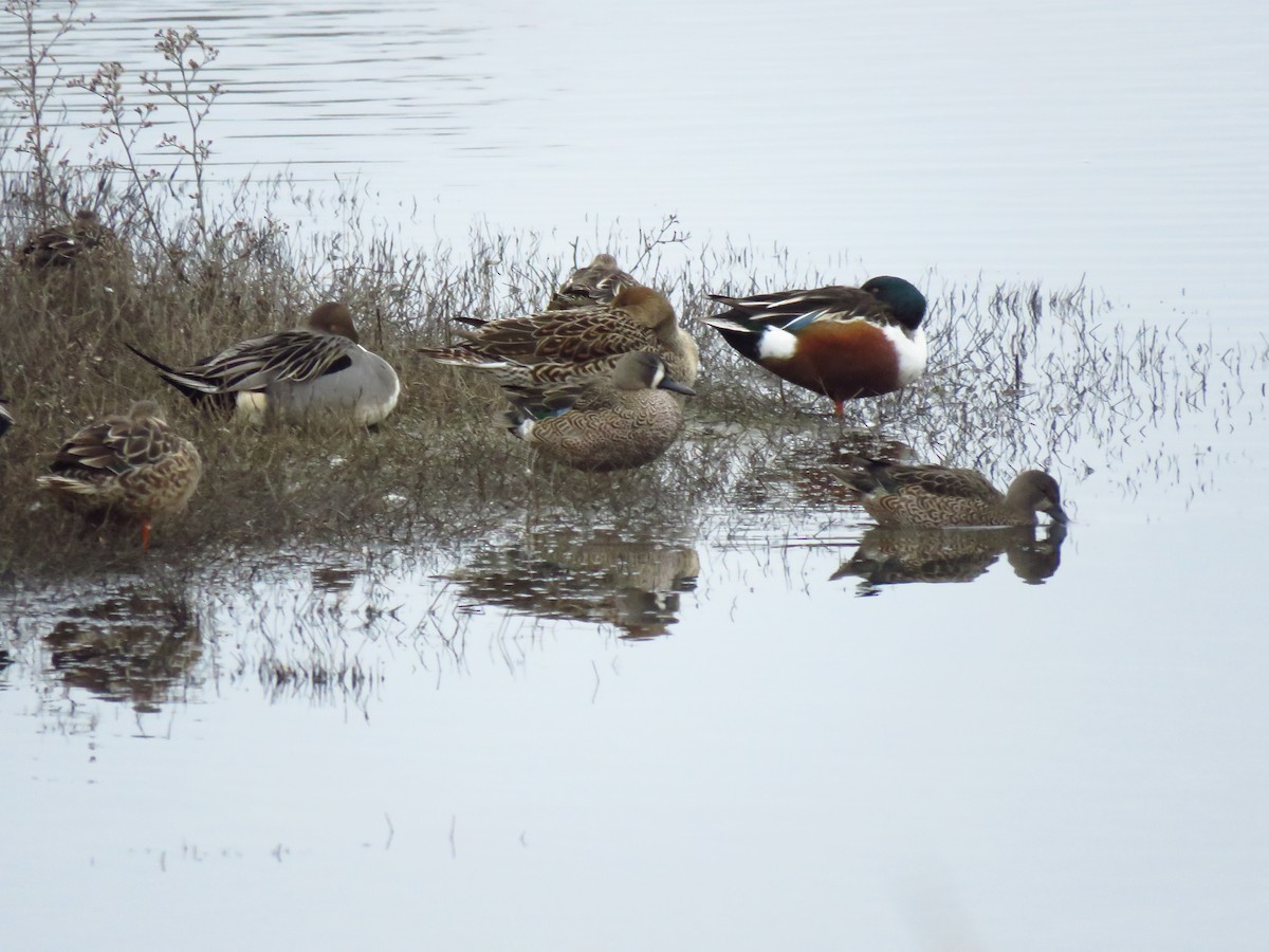 Синекрылый чирок - ML646599358