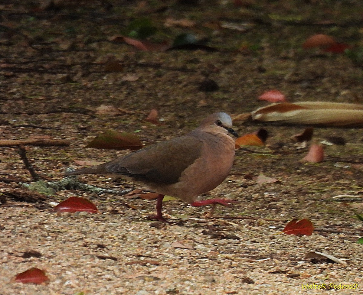 Gray-fronted Dove - ML646599360
