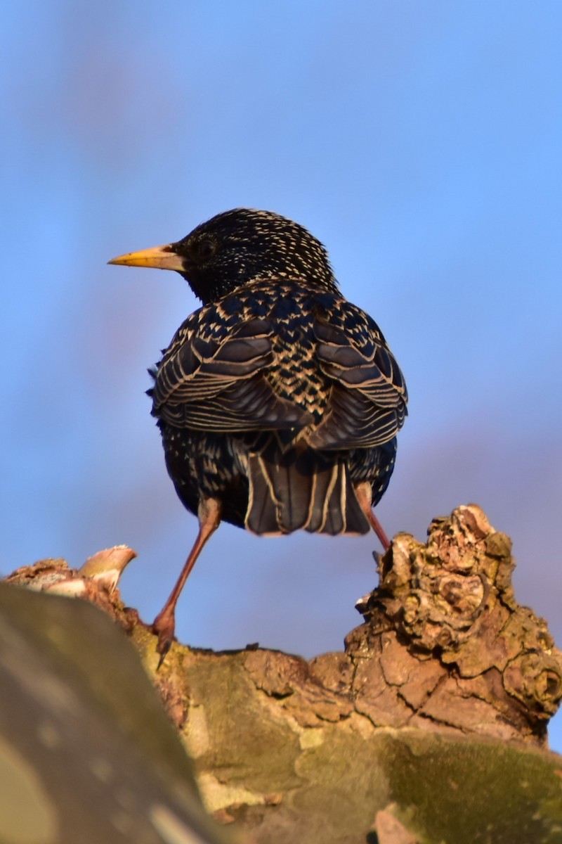 Sığırcık - ML646599362