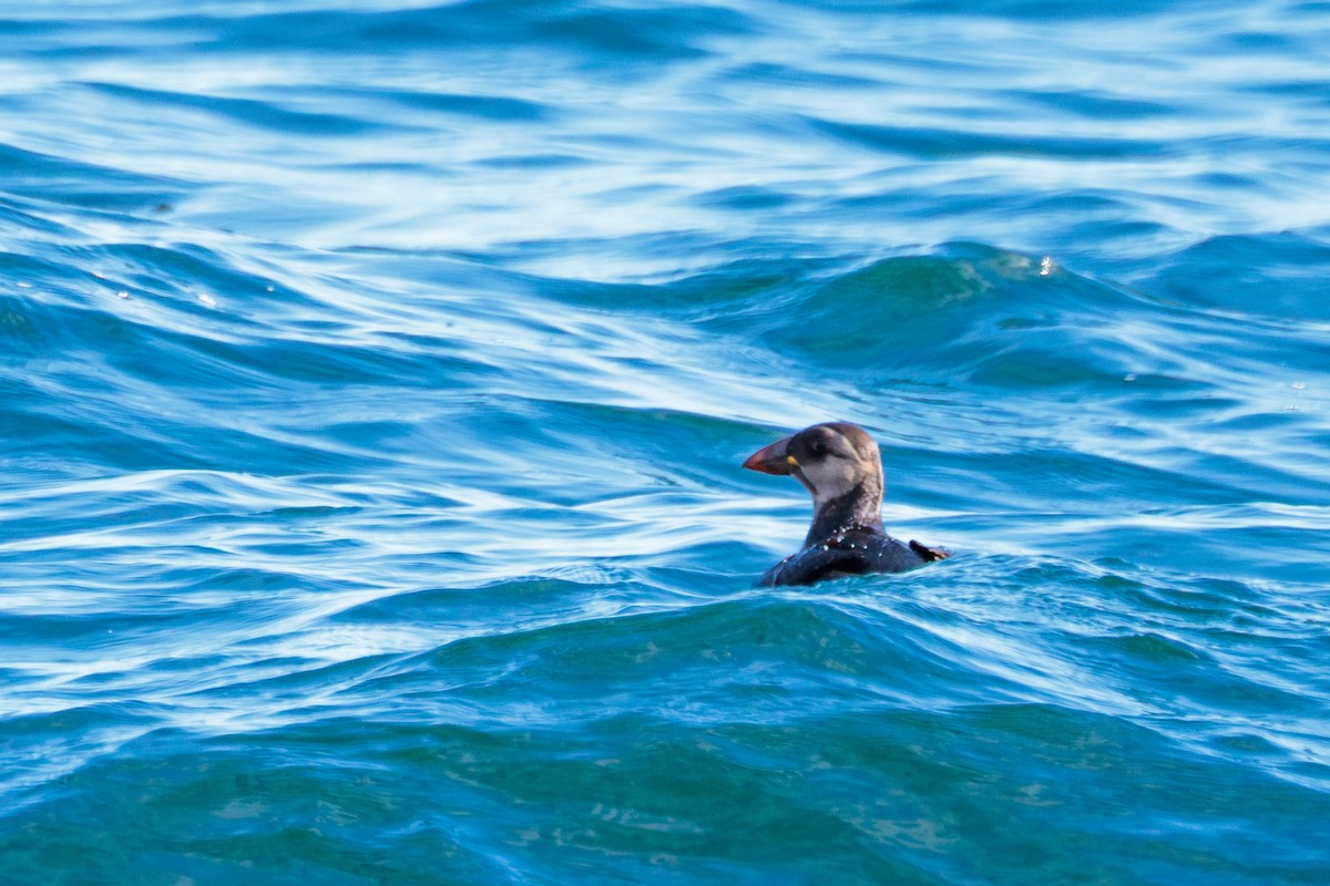Atlantic Puffin - ML646599364