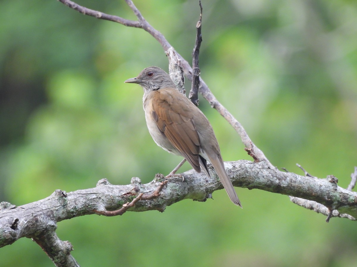 Pale-breasted Thrush - ML646599365