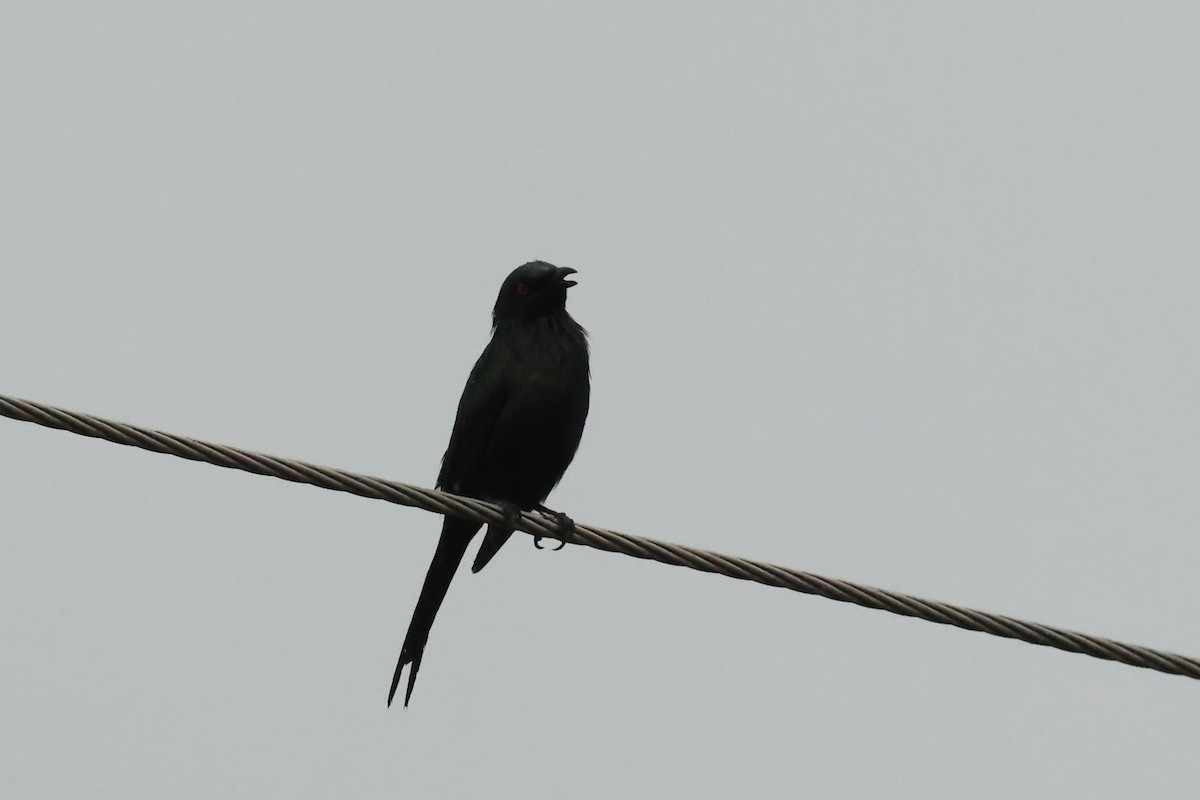 Metallic Starling - ML646599366