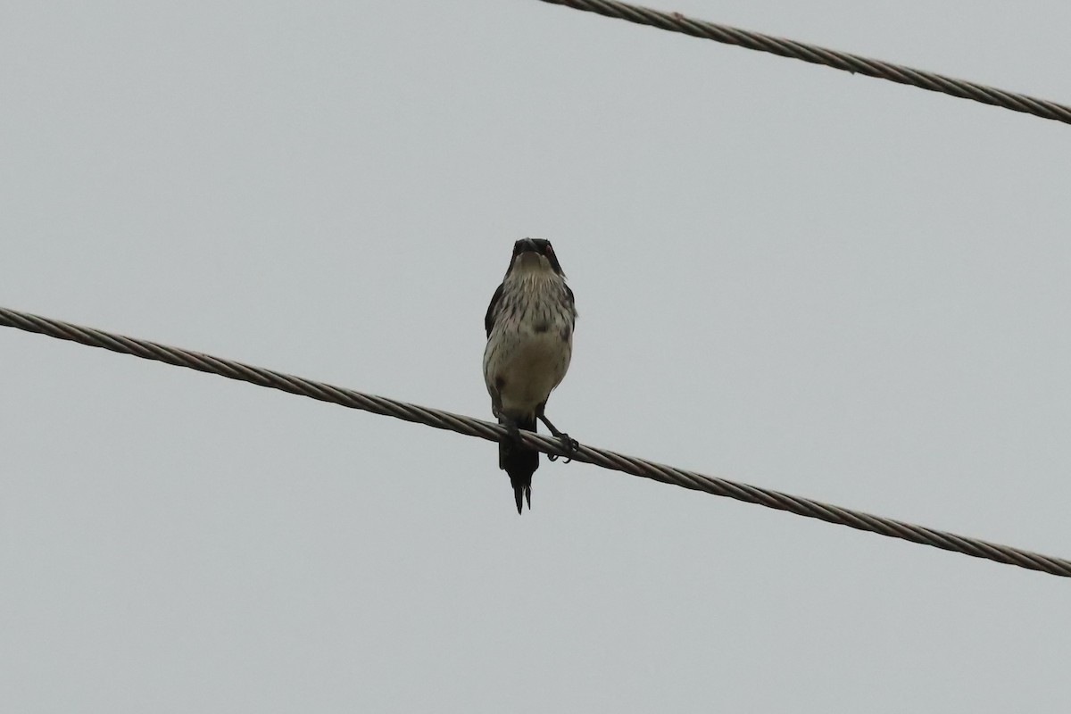 Metallic Starling - ML646599367