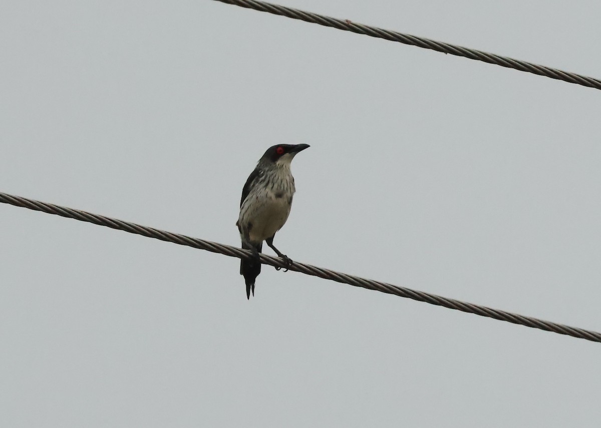 Metallic Starling - ML646599368