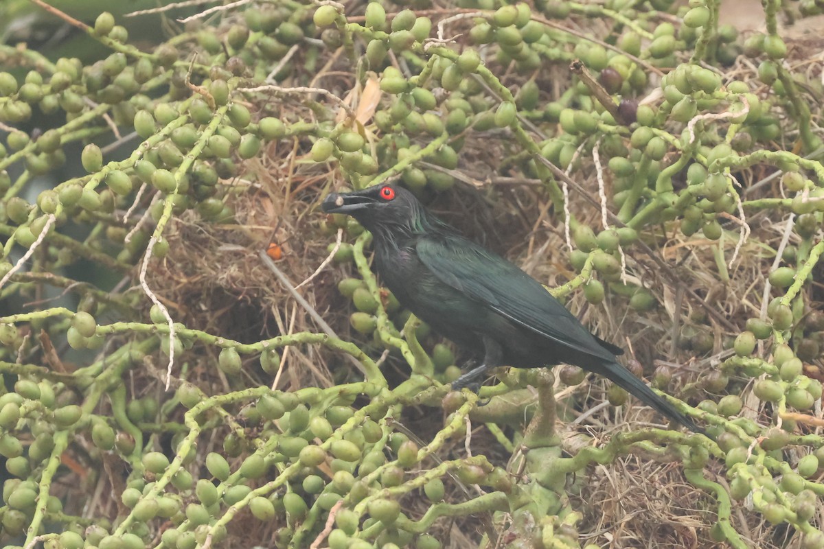 Metallic Starling - ML646599369