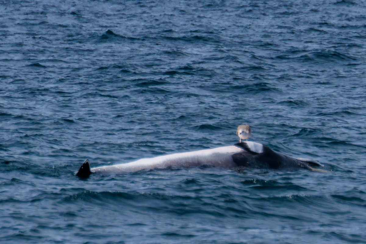 Great Black-backed Gull - ML646599371
