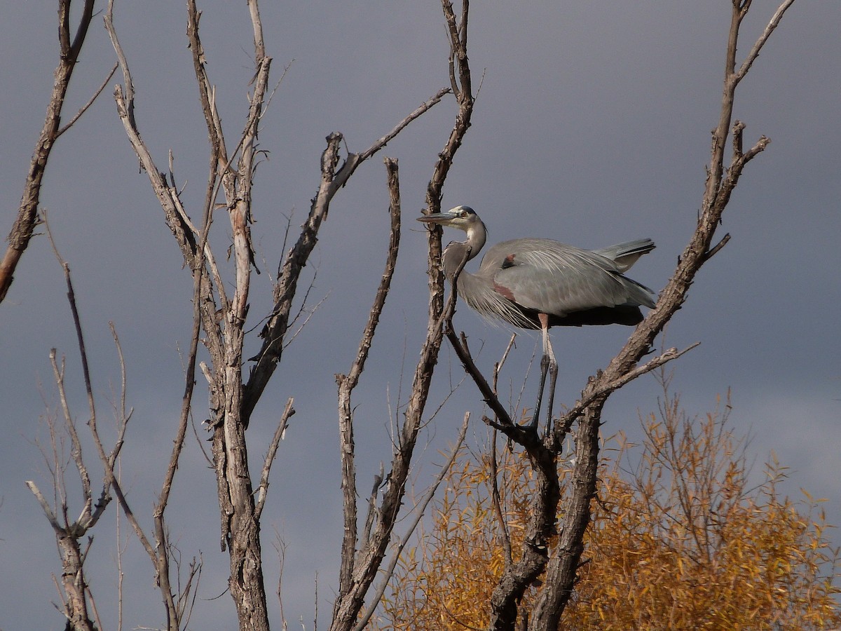 Great Blue Heron - ML646599375