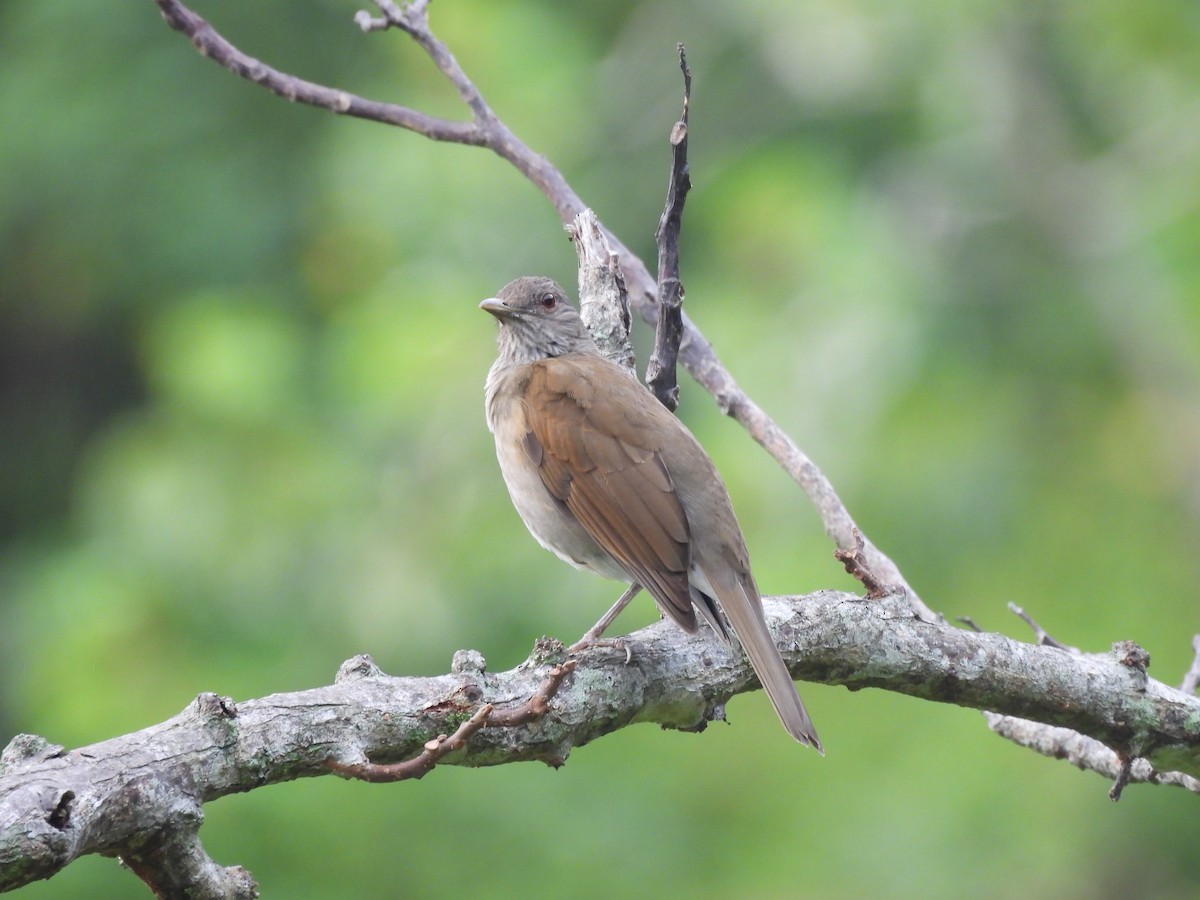 Pale-breasted Thrush - ML646599377
