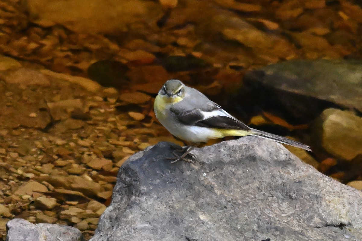 Gray Wagtail - ML646599379