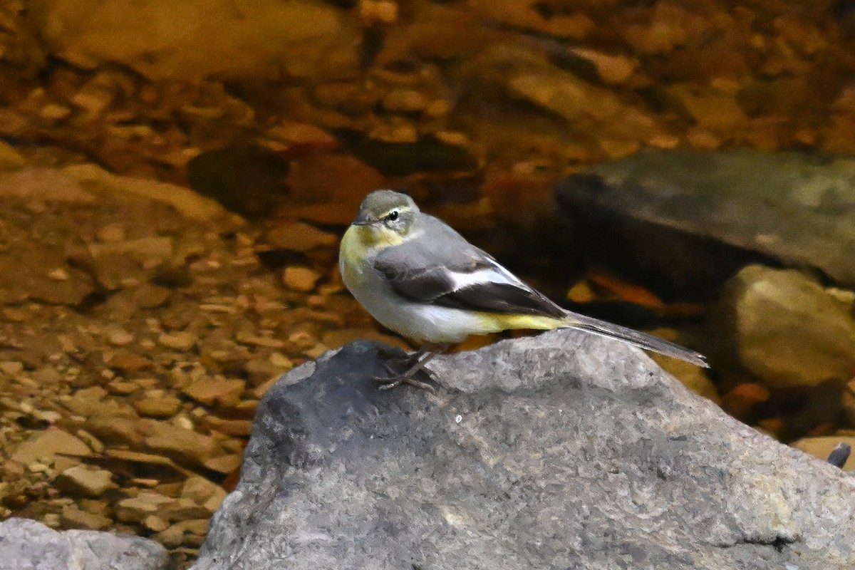 Gray Wagtail - ML646599380