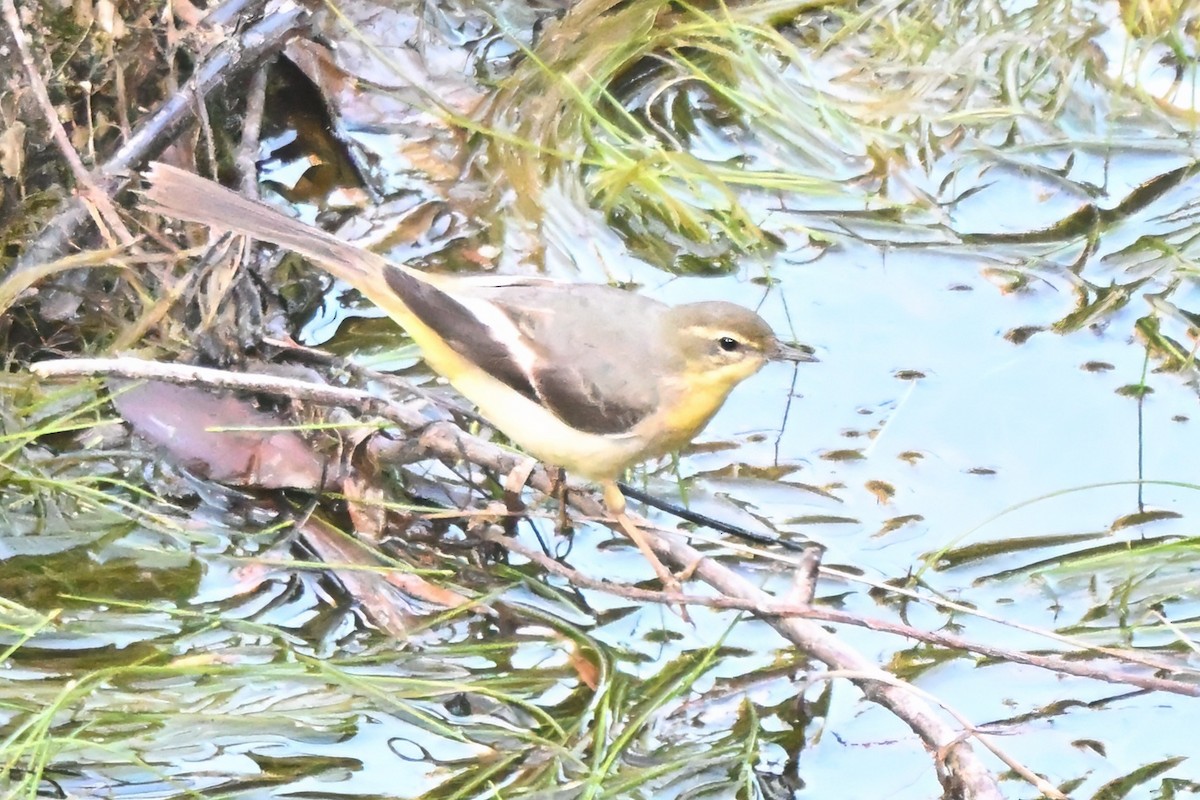 Gray Wagtail - ML646599382