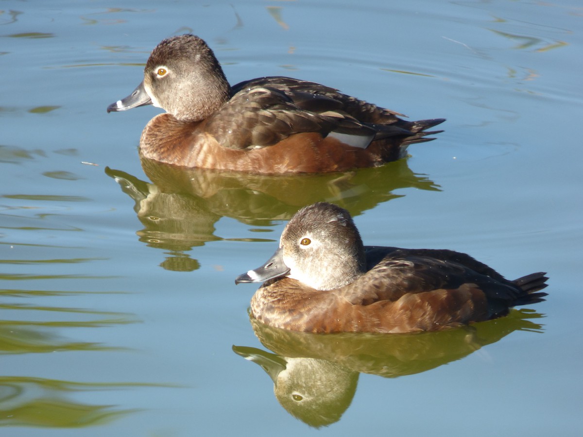 Murgilari lepokoduna - ML646599387