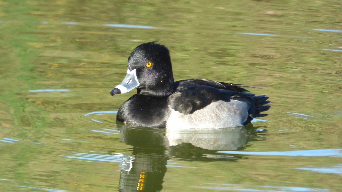 Murgilari lepokoduna - ML646599388