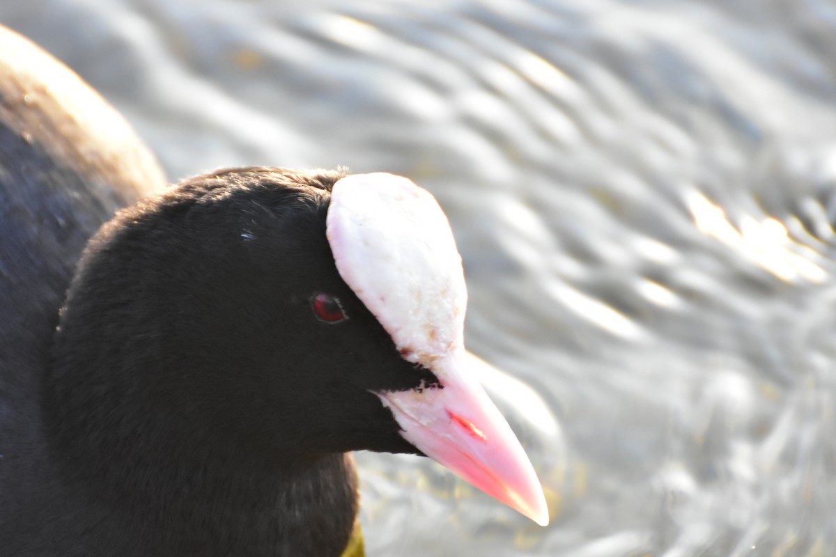 Sakarmeke - ML646599395