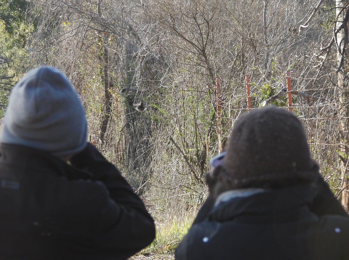 Spotted Towhee - ML646599396