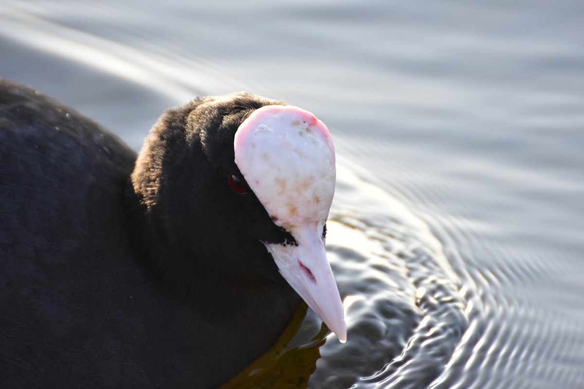 Sakarmeke - ML646599398