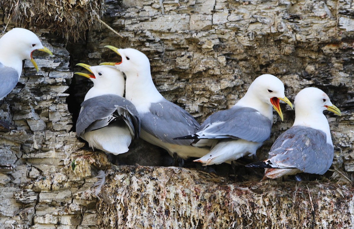 Kara Ayaklı Martı - ML646599409