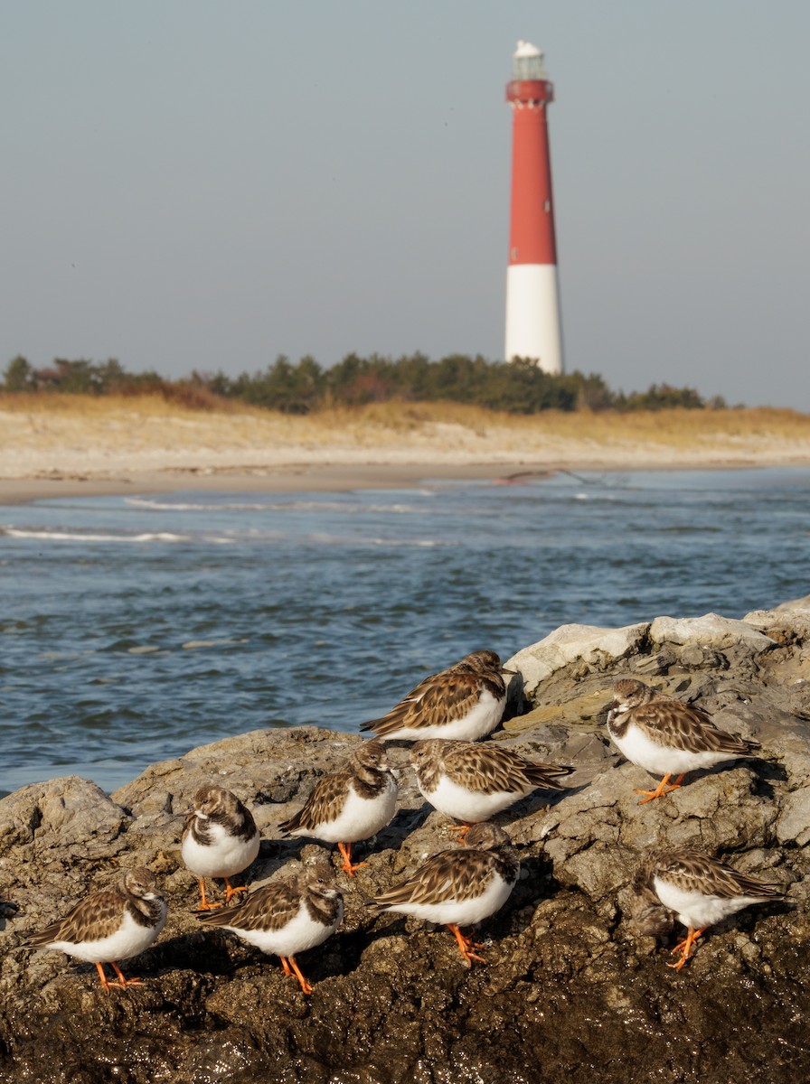 Алаг хайргач - ML646599415