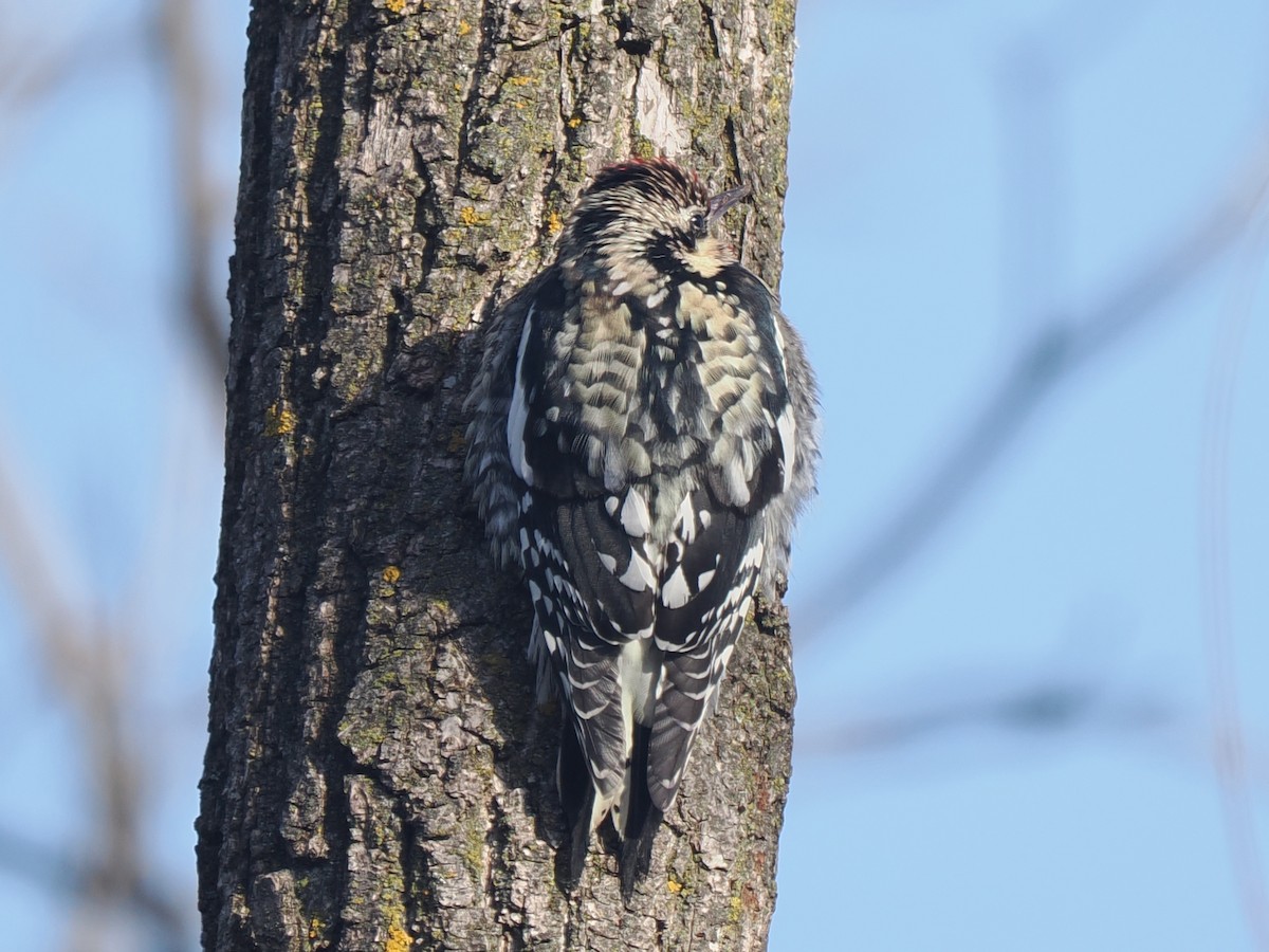 Yellow-bellied Sapsucker - ML646599416