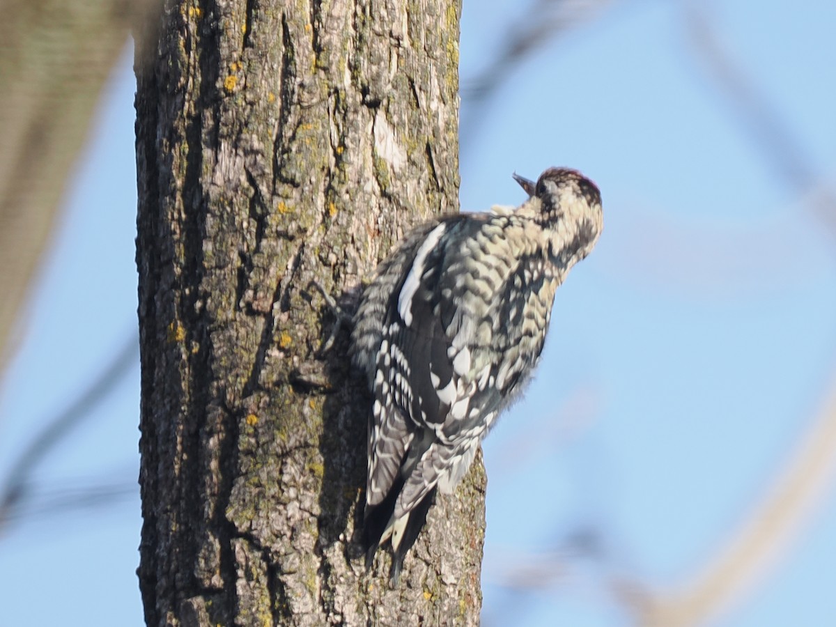 Yellow-bellied Sapsucker - ML646599417