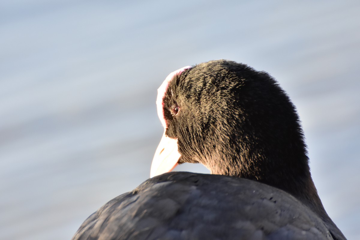 Sakarmeke - ML646599424