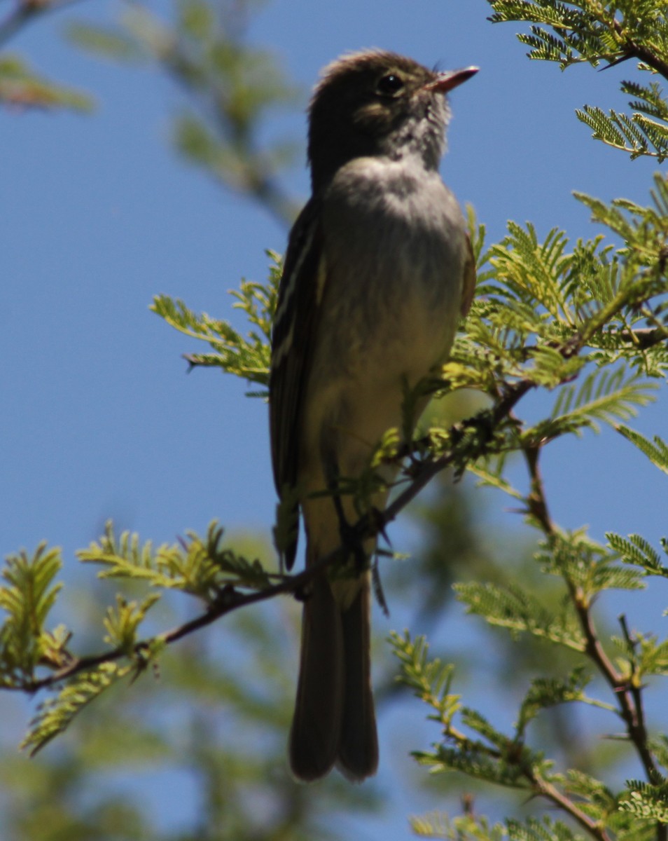White-crested Tyrannulet - ML646599425
