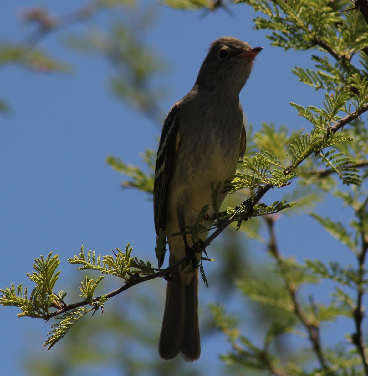 White-crested Tyrannulet - ML646599426