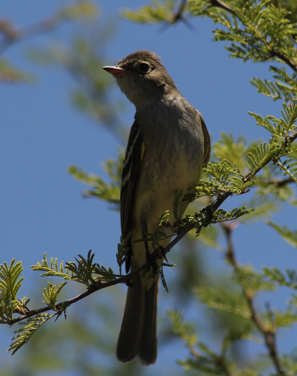 White-crested Tyrannulet - ML646599427