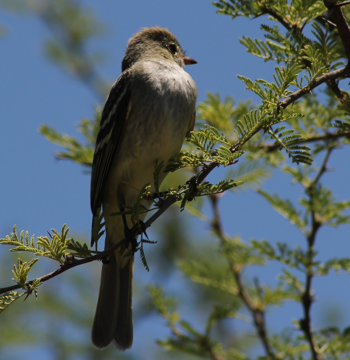 White-crested Tyrannulet - ML646599428