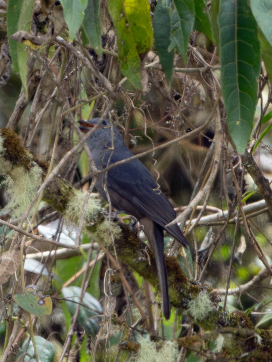 Graukotinga - ML646599430