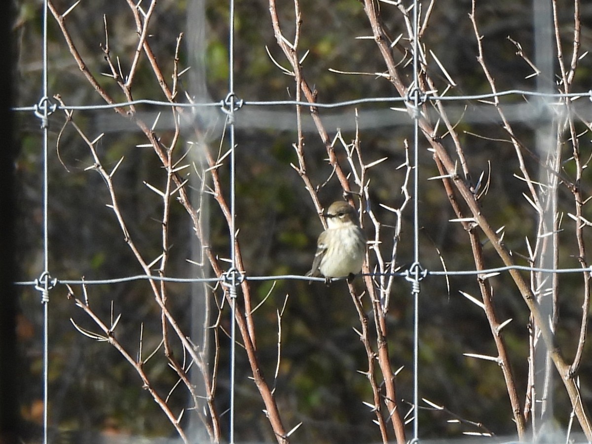 Yellow-rumped Warbler - ML646599434