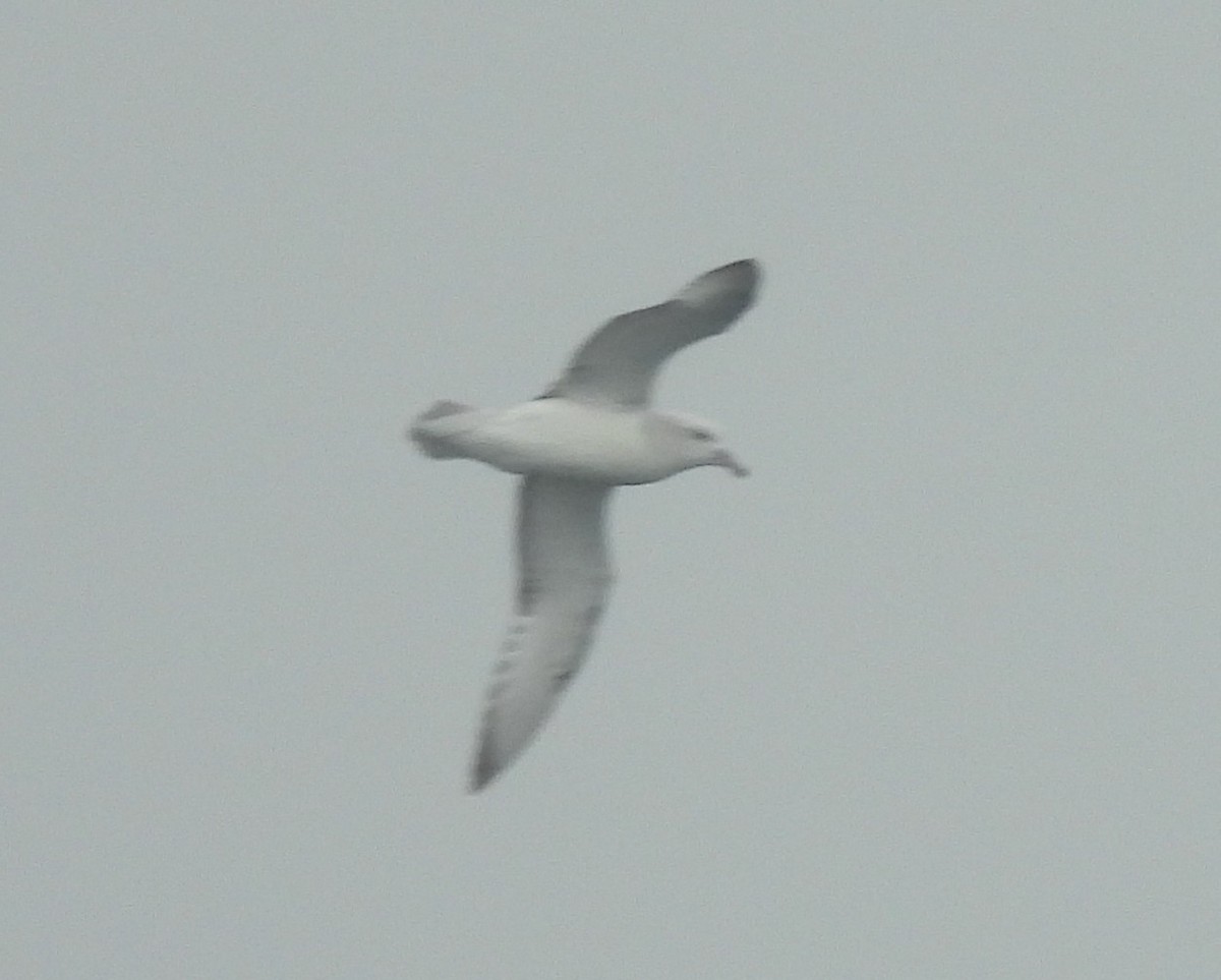 Southern Fulmar - ML646599435