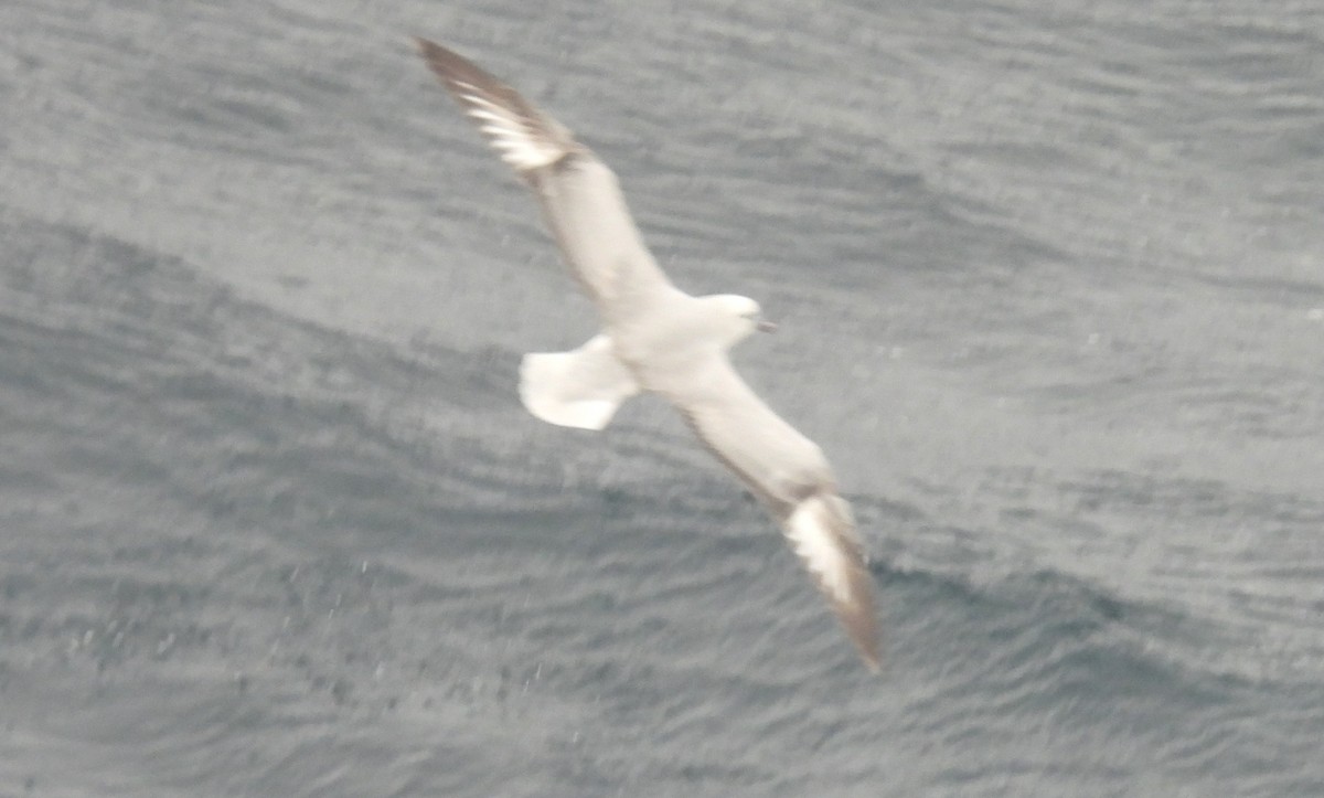 Southern Fulmar - ML646599437
