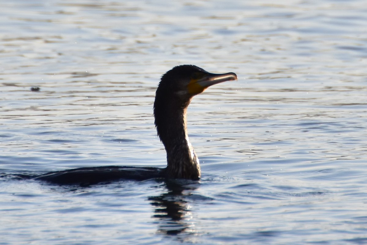 Karabatak - ML646599439