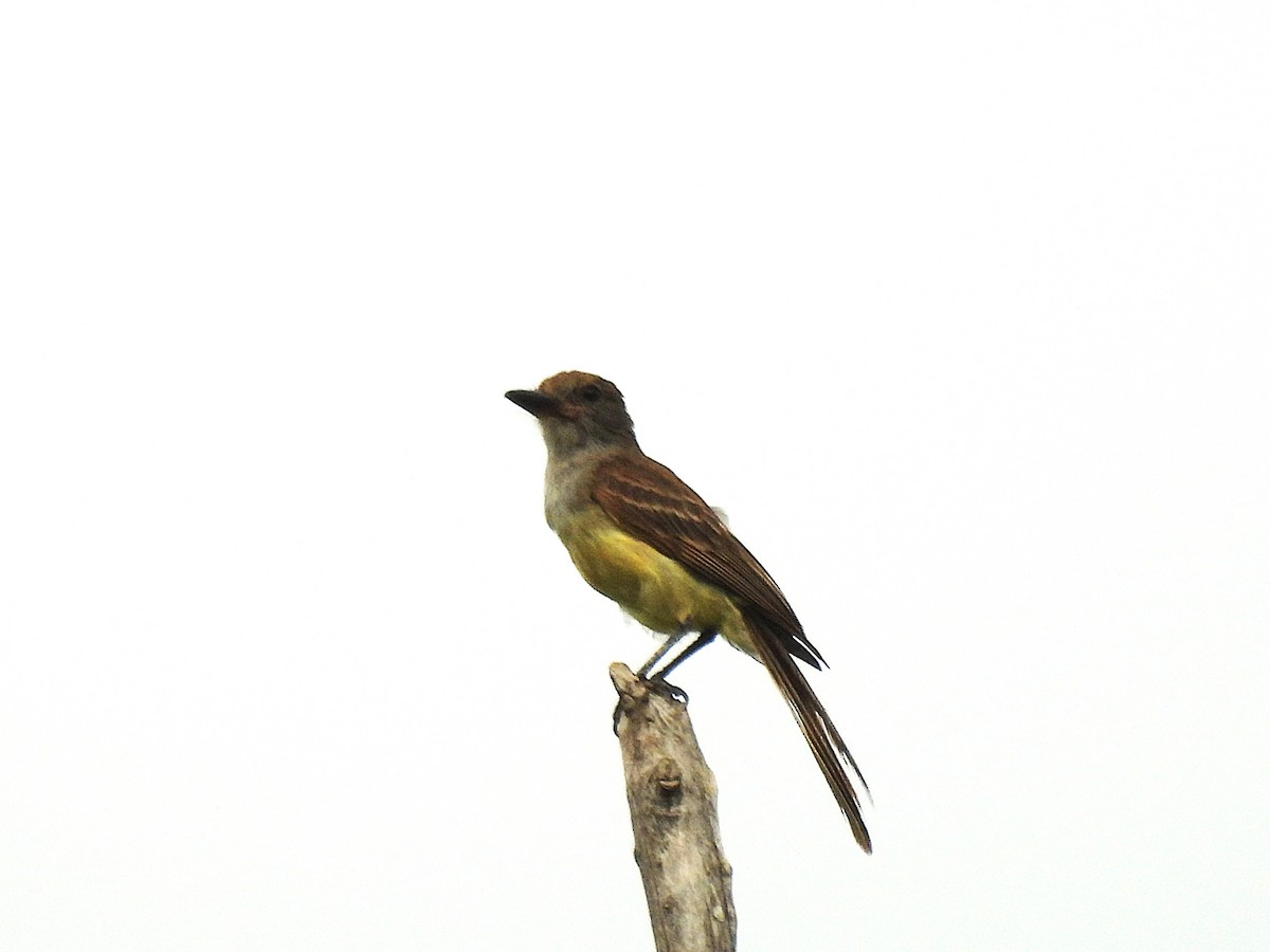 Brown-crested Flycatcher - ML646599440