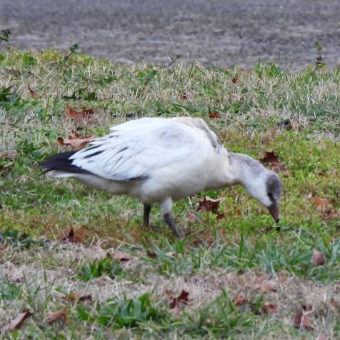 Oie de Ross - ML646599441