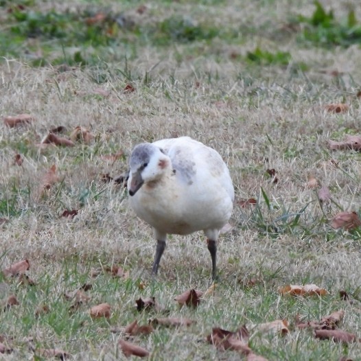 Oie de Ross - ML646599442