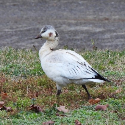 Oie de Ross - ML646599443