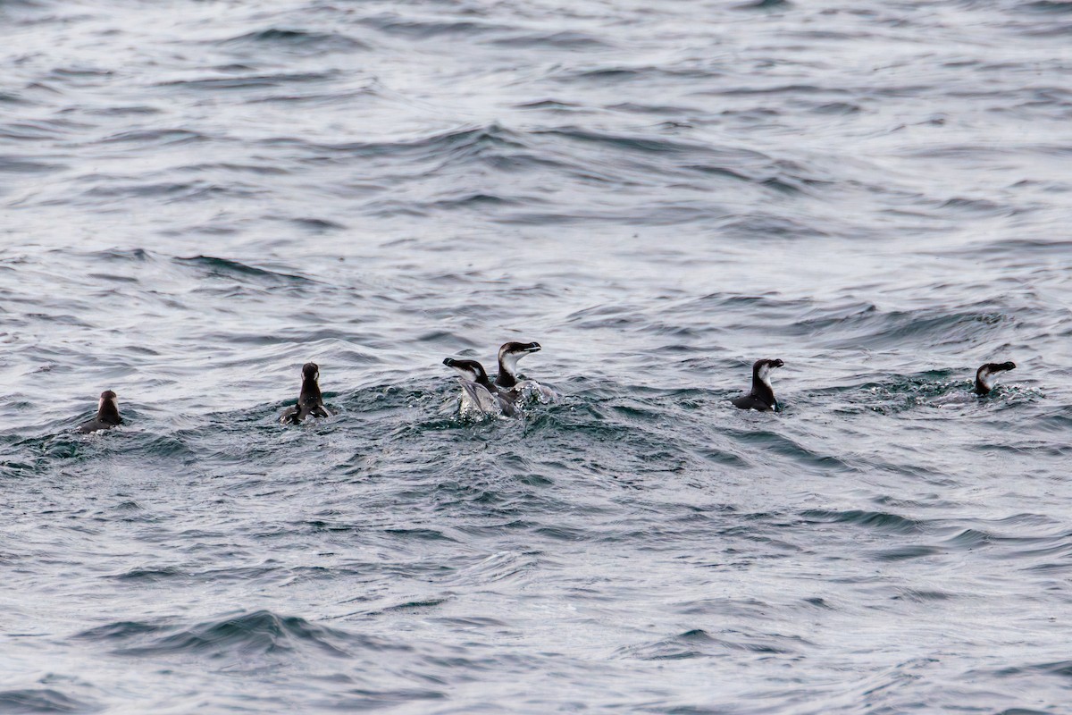 Razorbill - ML646599444