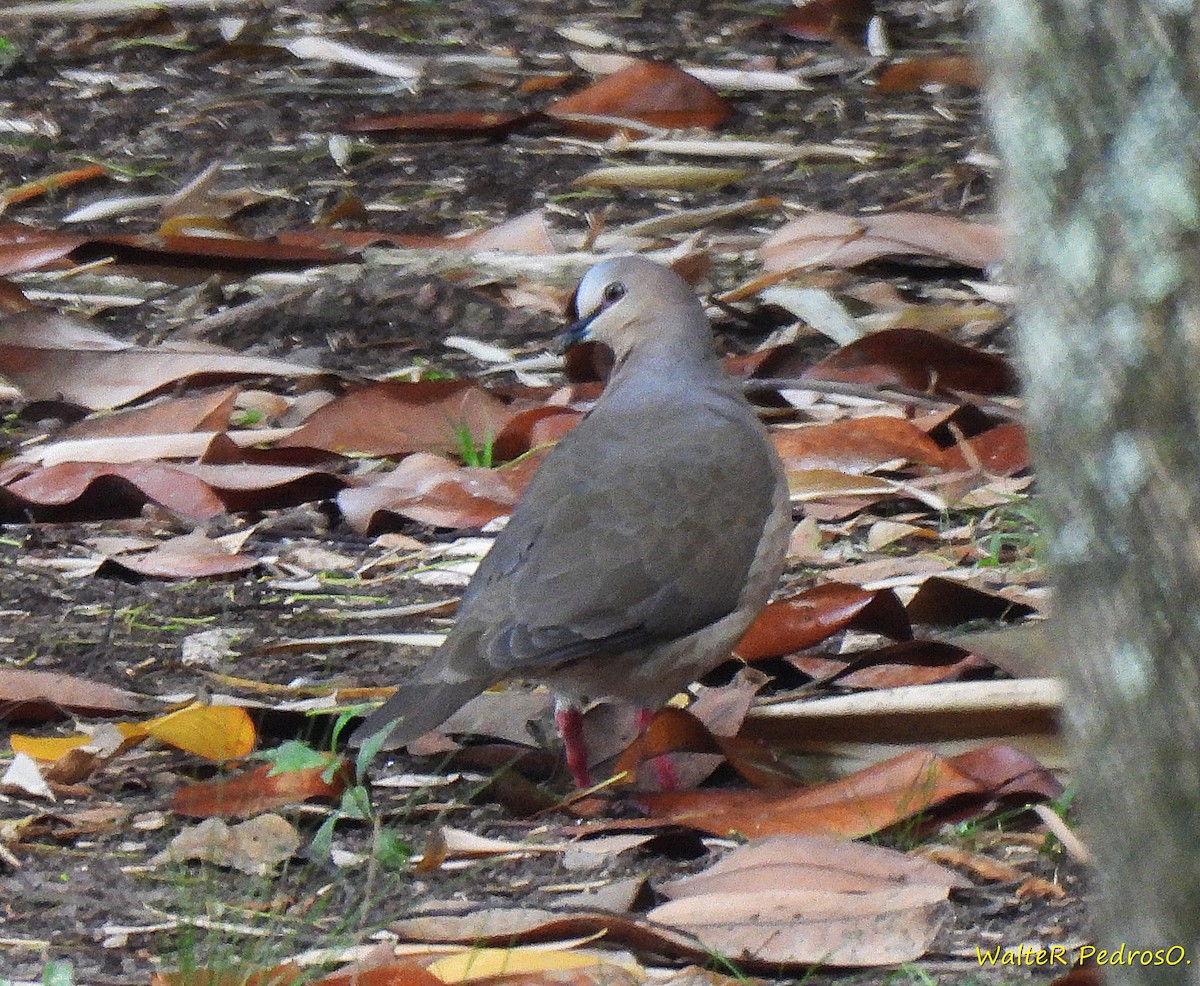 Gray-fronted Dove - ML646599446