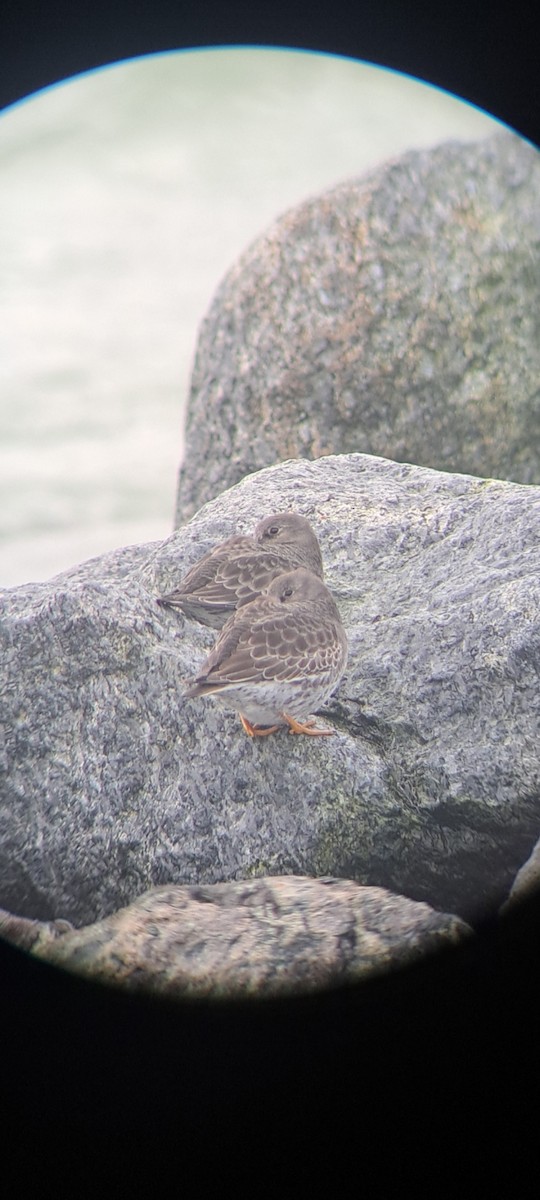 Purple Sandpiper - ML646599447