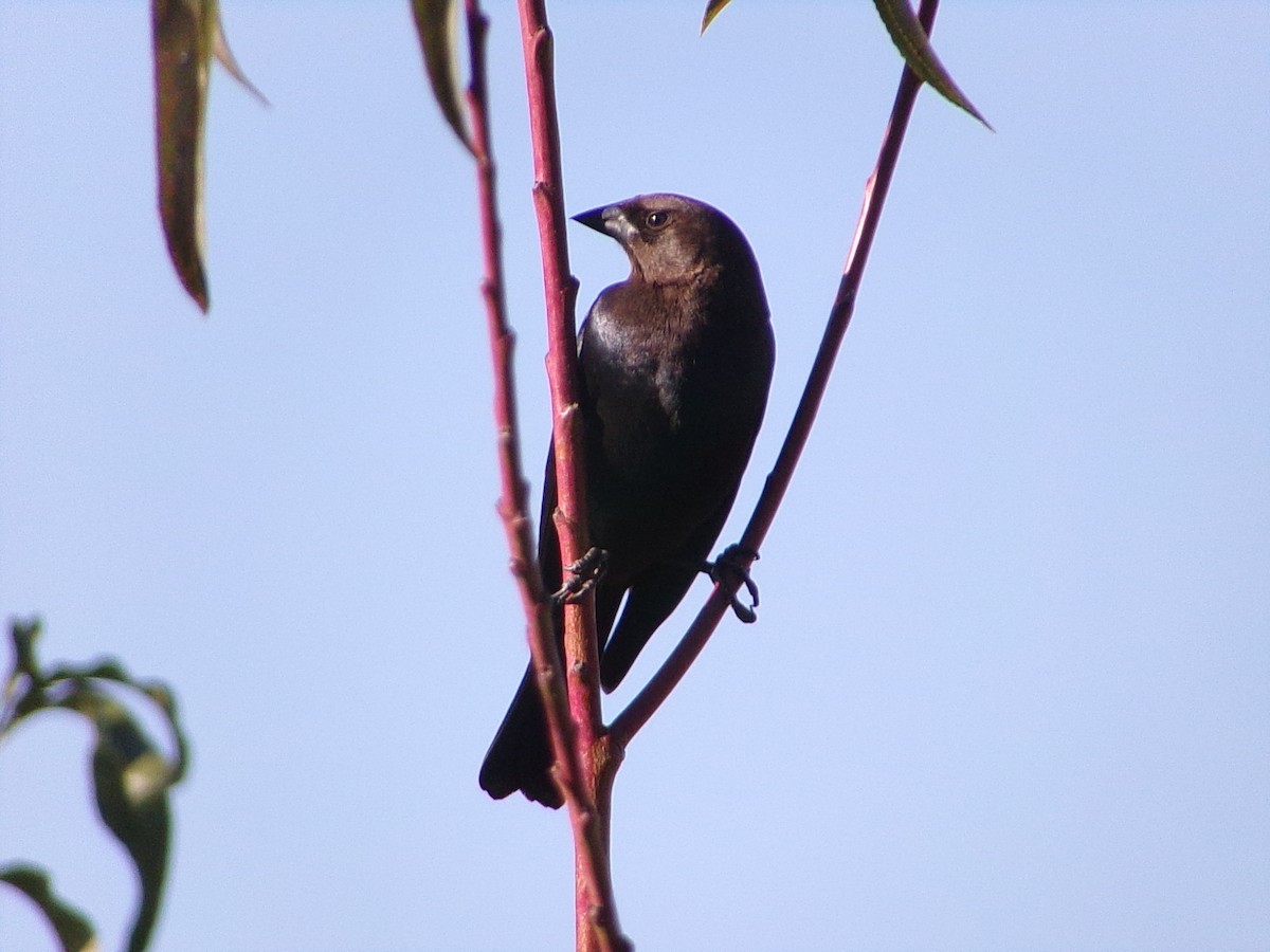 Коровий трупиал, буроголовый желтушник - ML646599448