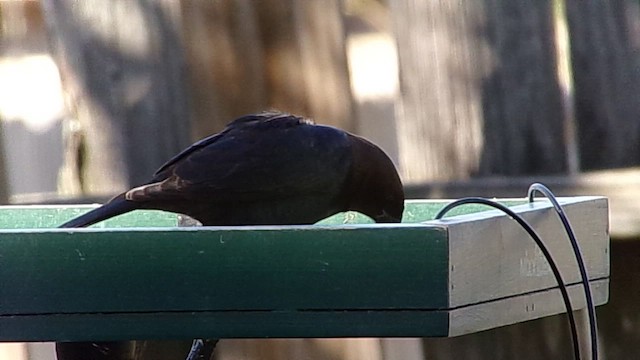 Вашер буроголовий - ML646599449