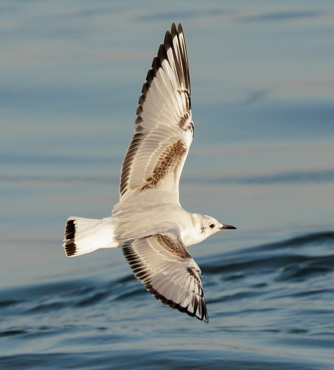 Bonaparte's Gull - ML646599457