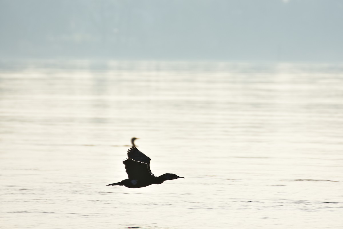 Karabatak - ML646599459