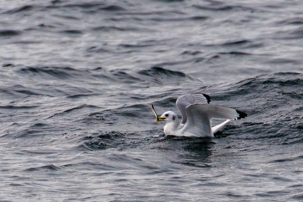 Kara Ayaklı Martı - ML646599461