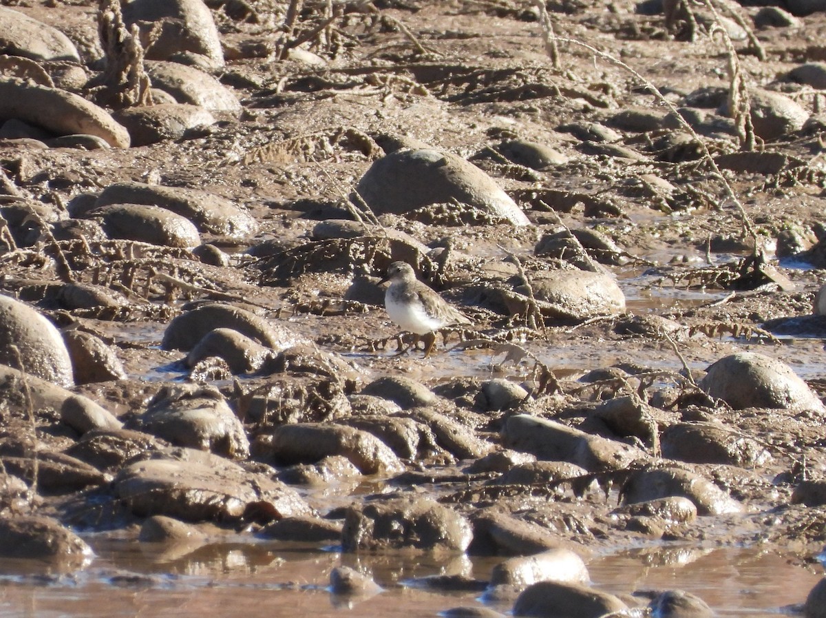 Песочник-крошка - ML646599462