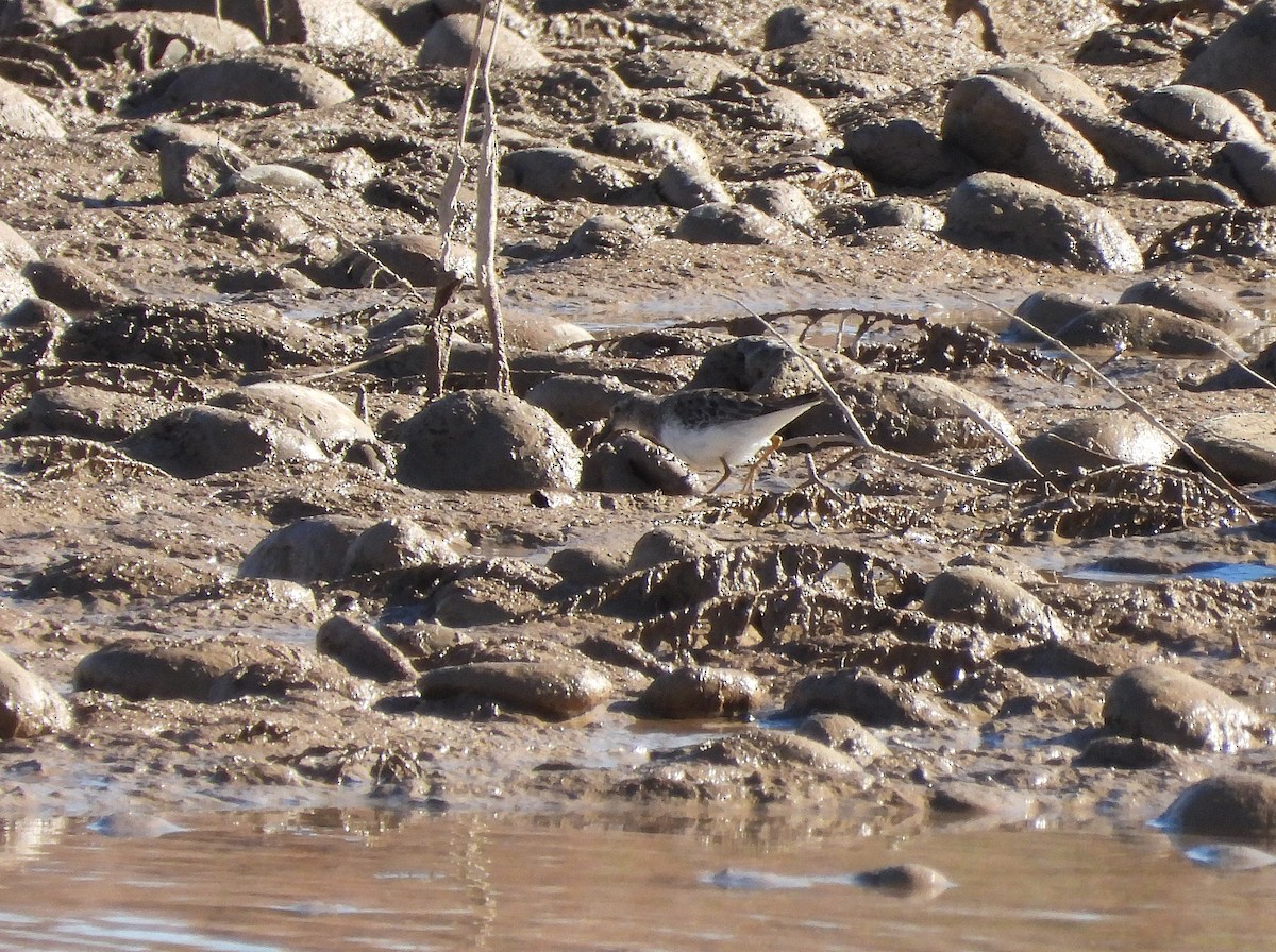 Песочник-крошка - ML646599463